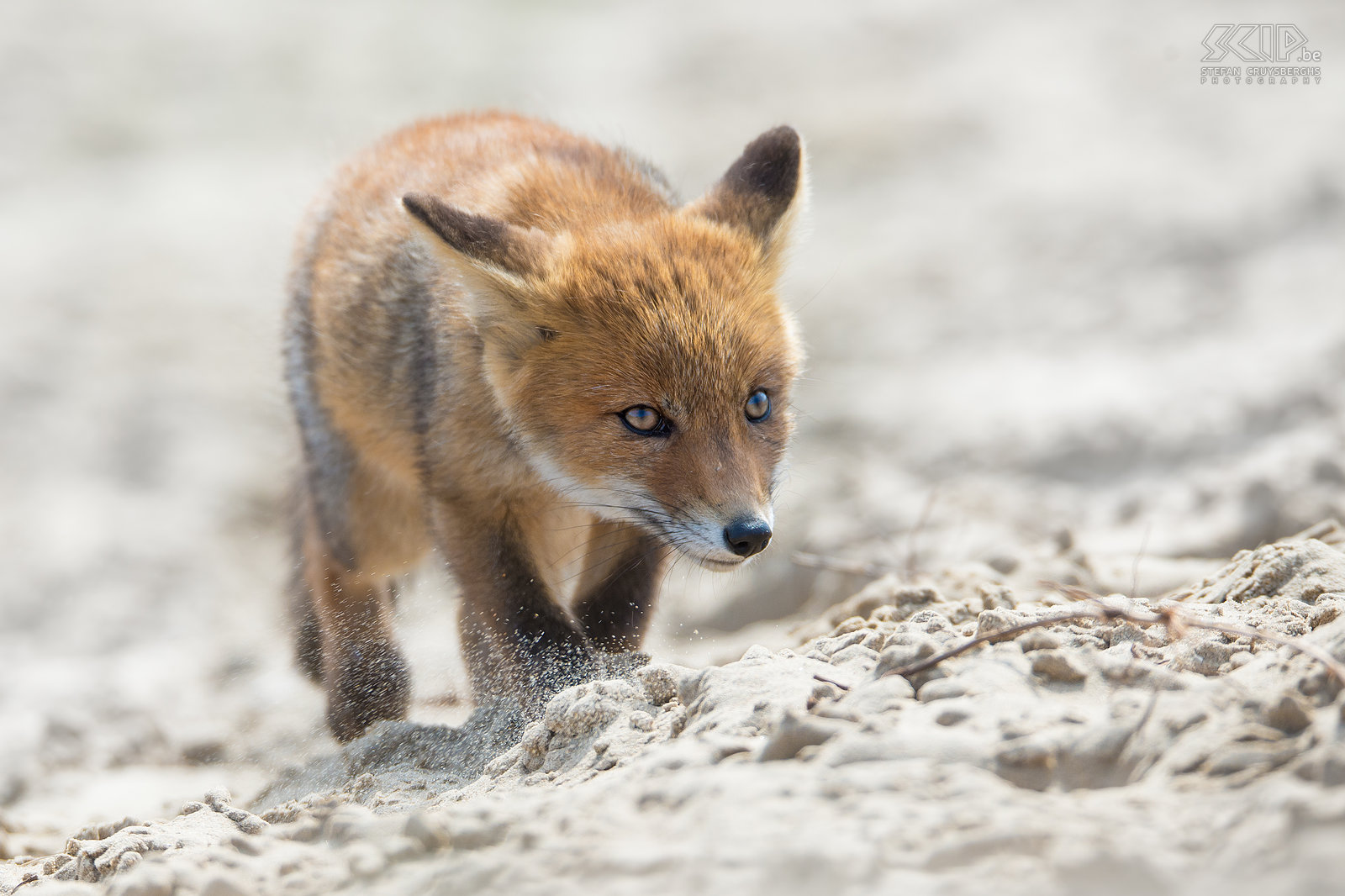 Fox kit in the dunes Red fox kits begin to leave their dens and experiment with solid food brought by their parents at the age of 3–4 weeks. They reach adult proportions at the age of 6–7 months and then they go their own way. In the wild they typically do not survive past 5 years of age. Stefan Cruysberghs